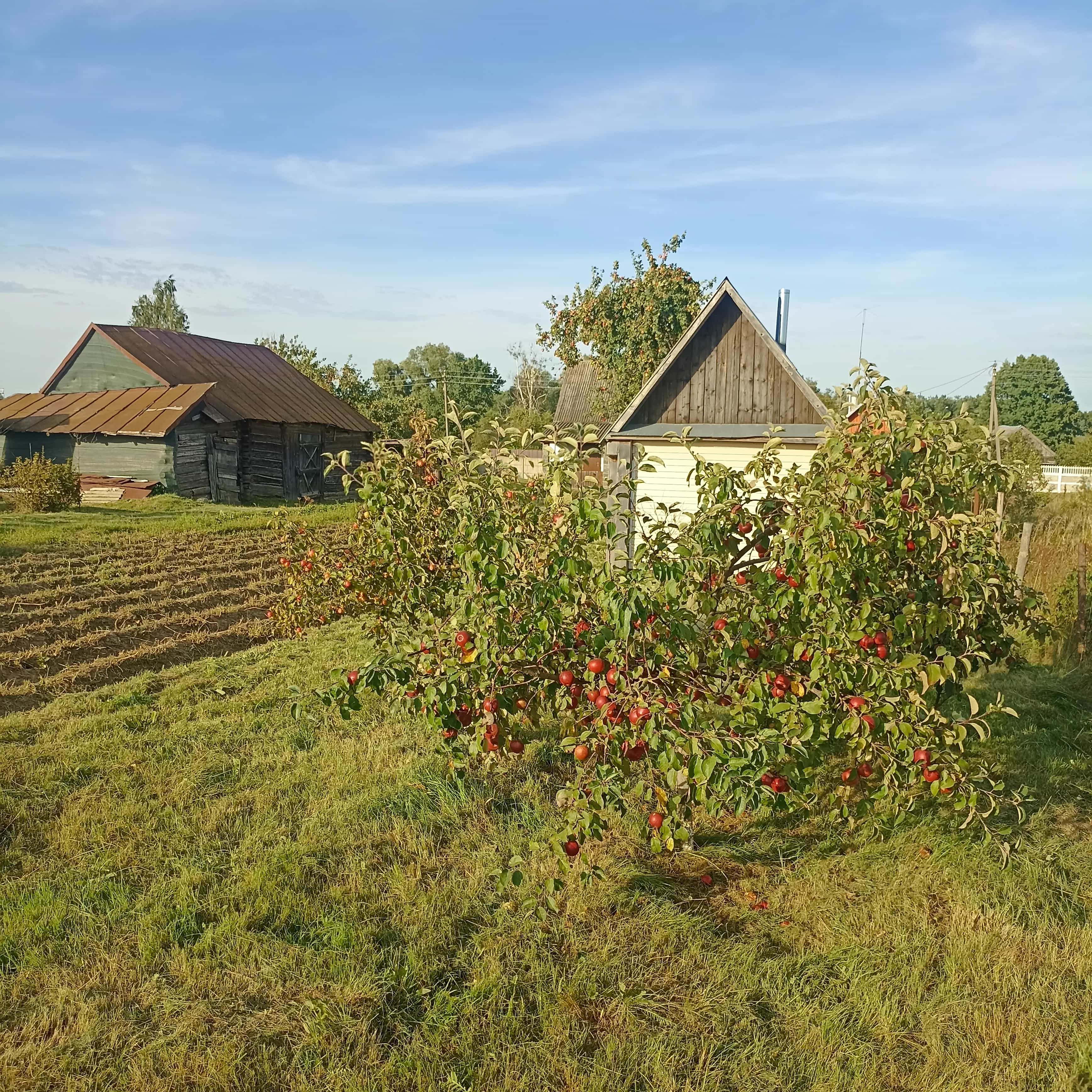 Беларусь, Гродненская область, Новогрудский район, Любчанский сельсовет, деревня Куписк, 142, фото 18