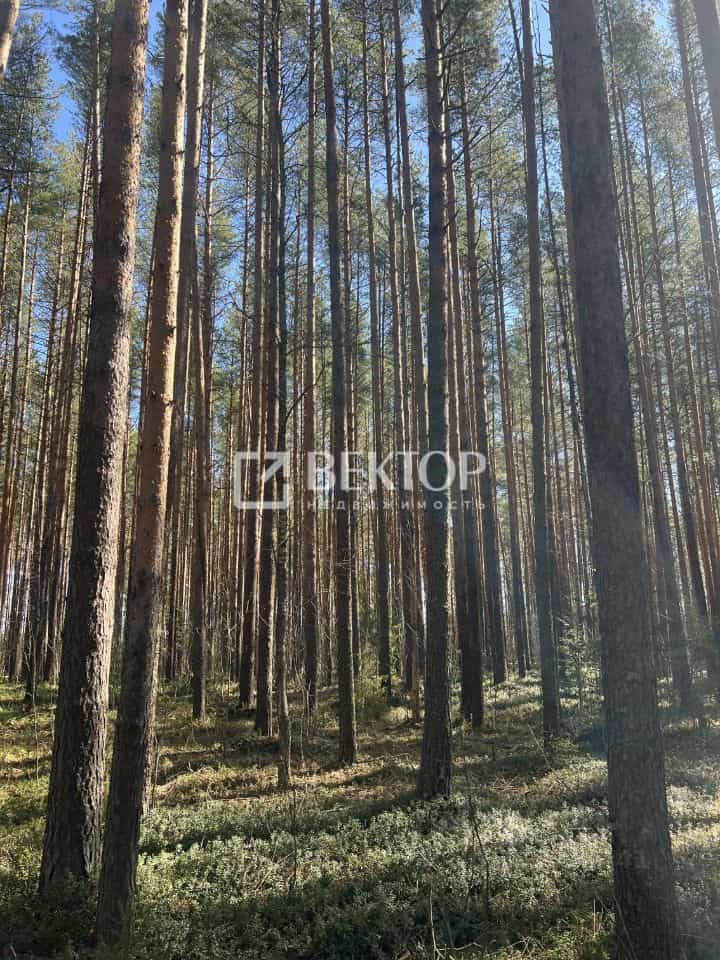 Россия, Костромская область, Кадыйский муниципальный округ, посёлок Вёшка, Школьная улица, 18, фото 30