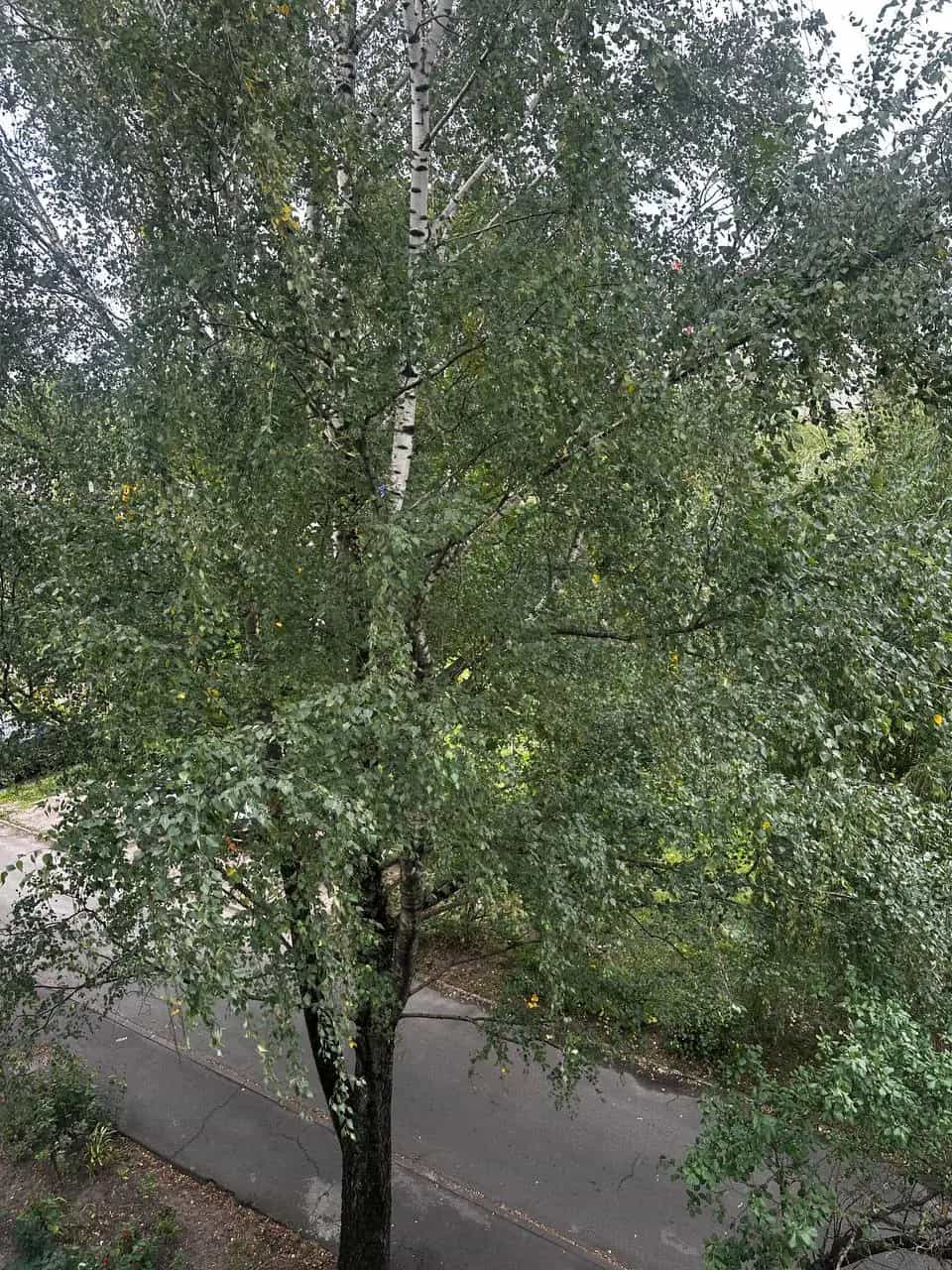 Беларусь, Гомельская область, Жлобин, улица Петровского, 92, фото 12