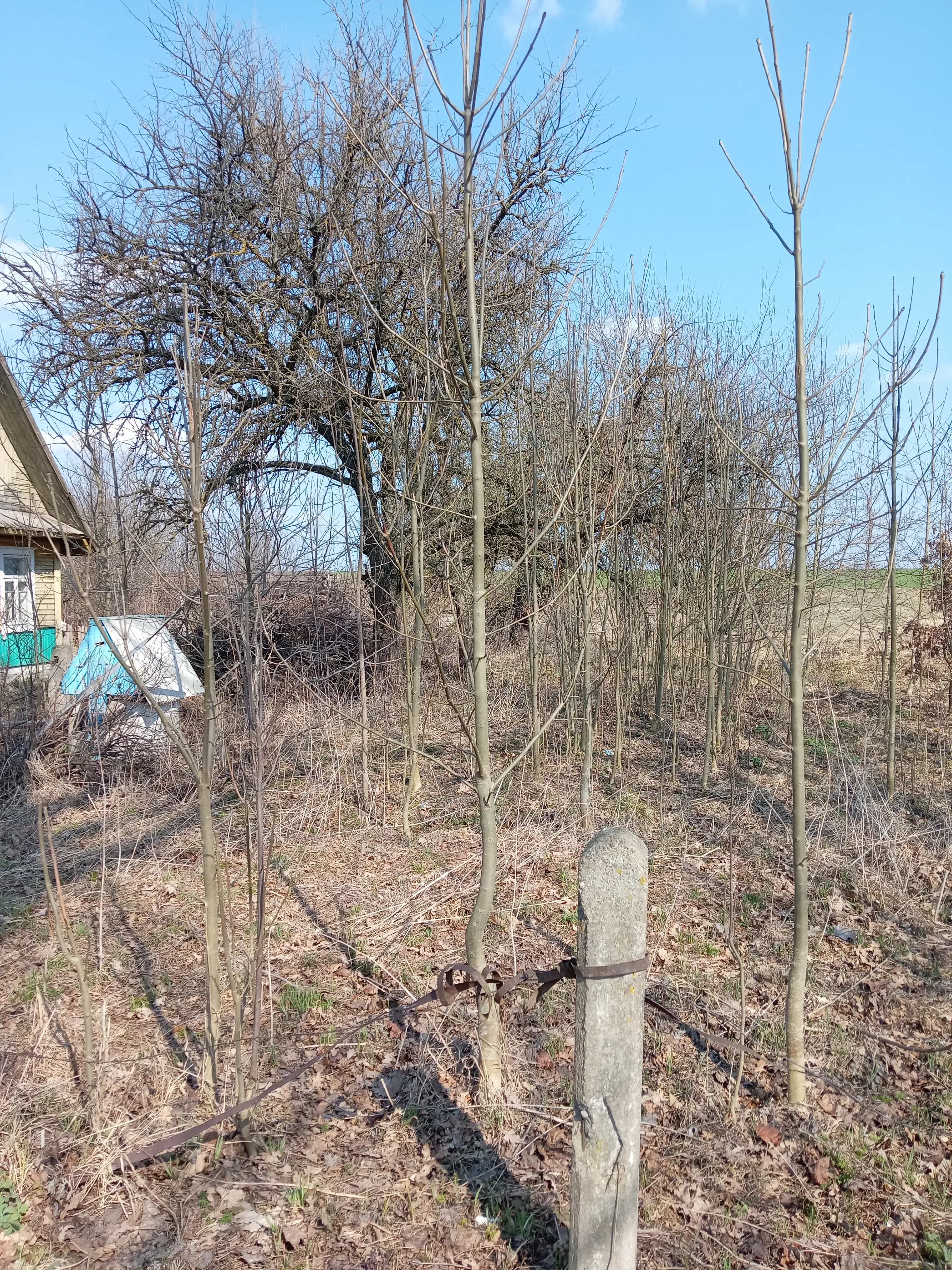 Беларусь, Гродненская область, Дятловский сельсовет, деревня Пенчицы, 41