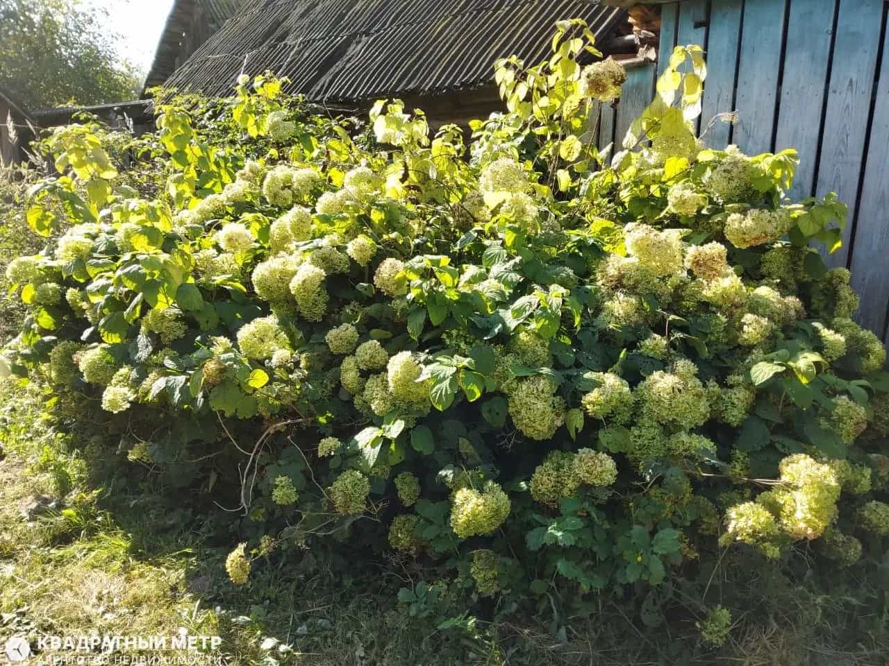 Беларусь, Могилёвская область, Осиповичский район, агрогородок Свислочь, улица Клименко, 79, фото 7