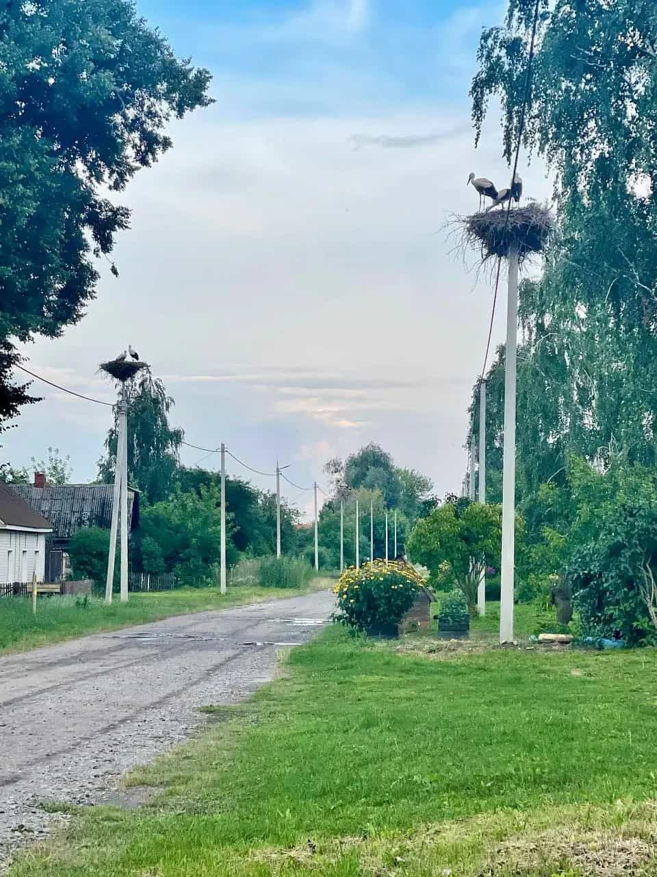 Беларусь, Гомельский район, Урицкий сельсовет, посёлок Борок, улица Братьев Кричевцовых, 32, фото 4
