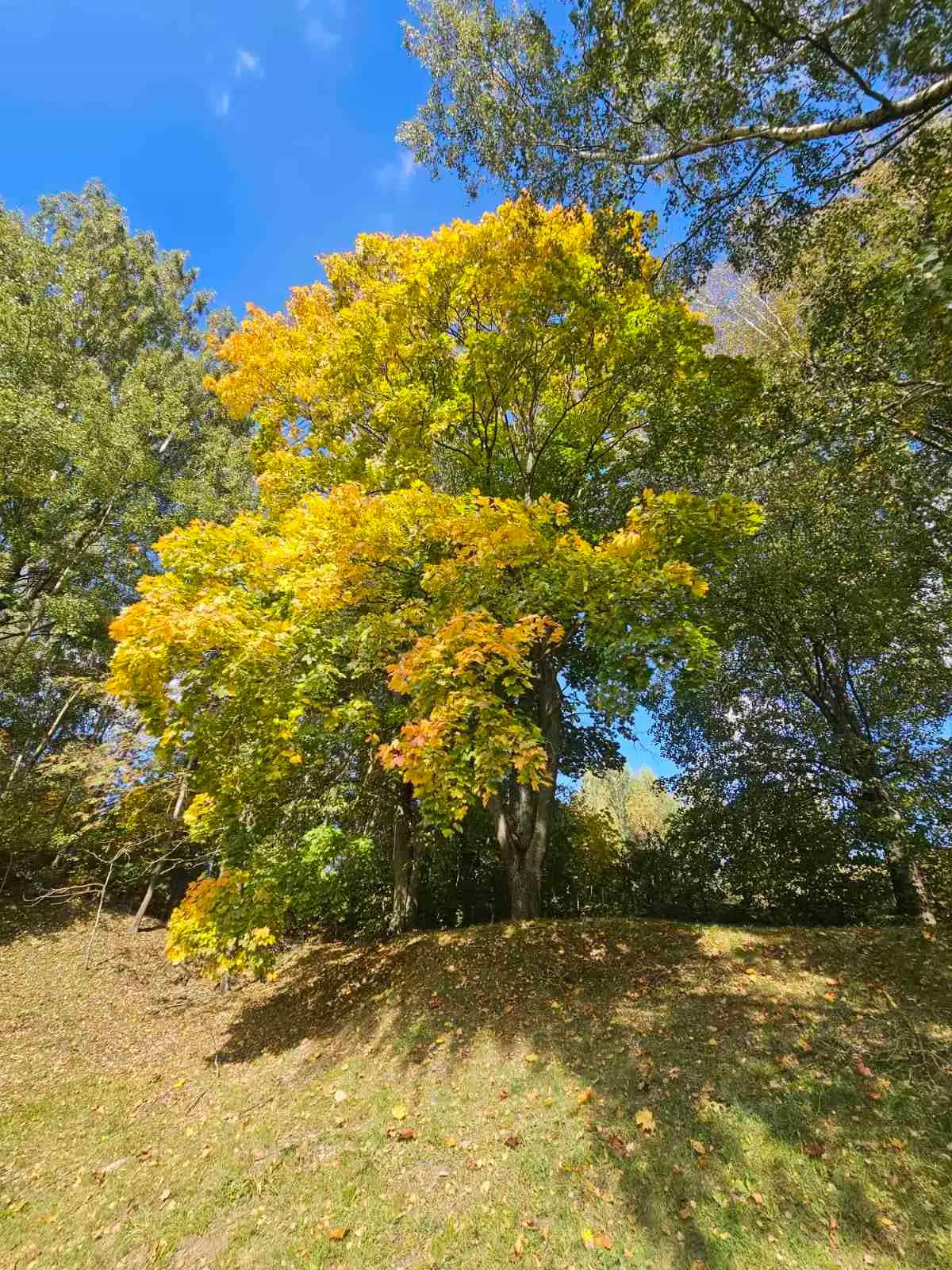 Беларусь, Минский район, Заславль, Вилейская улица, 11, фото 6