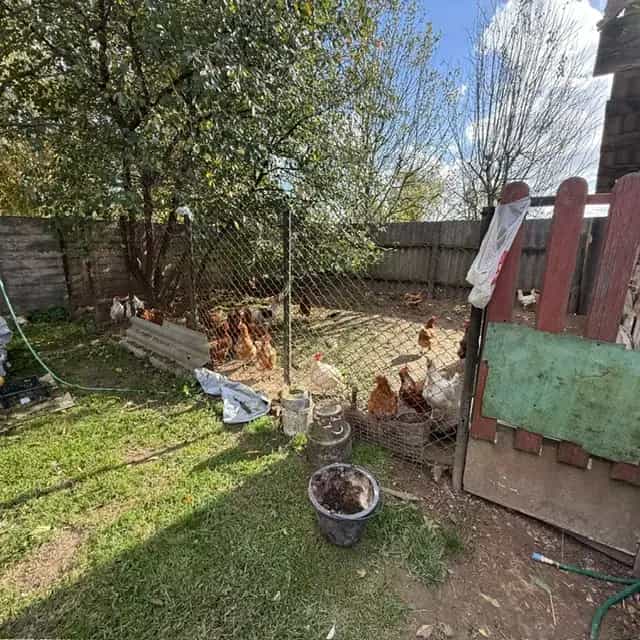 Беларусь, Витебская область, Оршанский район, Бабиничский сельсовет, деревня Румино, Садовый переулок, 132А, фото 34